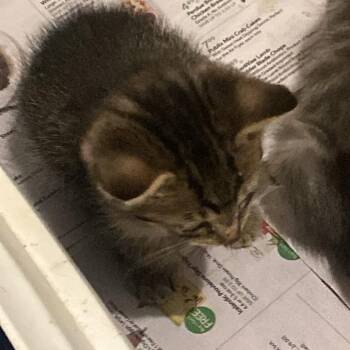 Rosalynd -  Domestic Short Hair Cat for Adoption in West Palm Beach, Florida - Rosalynd | PetCurious