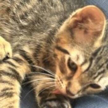 Tonto -  Domestic Short Hair Cat for Adoption in Berkeley Heights, New Jersey - Tonto | PetCurious