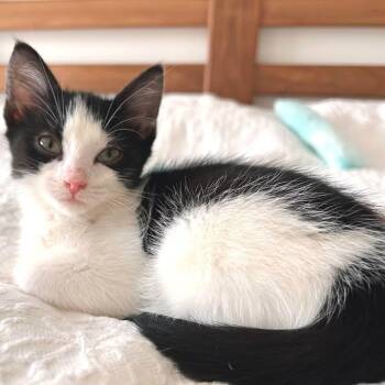 Hermione 2 -  Domestic Short Hair Cat for Adoption in Cumming, Georgia - Hermione 2 | PetCurious
