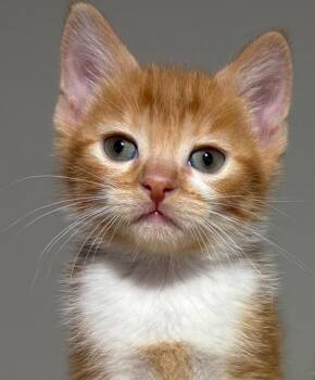 Rescue Domestic Short Hair and Tabby Cats for Adoption in Lemont, Illinois - Skittles | PetCurious