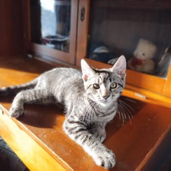 Princess -  Domestic Short Hair Cat for Adoption in Waynesboro, Pennsylvania - Princess | PetCurious