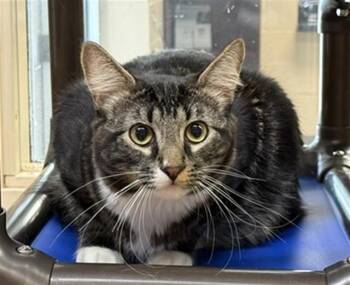 Domestic Medium Hair Cats Available for Adoption in Aurora, Illinois - JUPITER | PetCurious