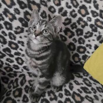 Cowboy -  Domestic Short Hair Cat for Adoption in Wichita, Kansas - Cowboy | PetCurious