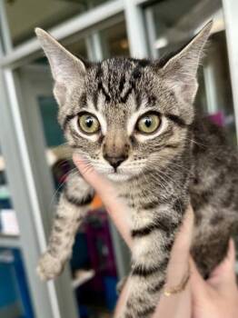 Gir -  Domestic Short Hair Cat for Adoption in Wichita, Kansas - Gir | PetCurious