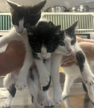 3 kittens 2 months males AVAILABLE 7/1 -  Domestic Short Hair Cat for Adoption in Sterling, Massachusetts - 3 Kittens 2 Months Males AVAILABLE 7/1 | PetCurious