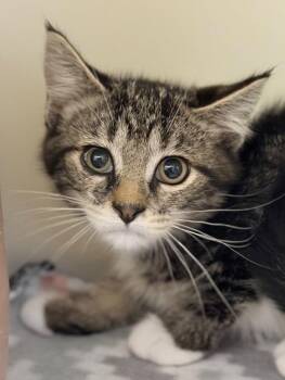 Brooks -  Domestic Short Hair Cat for Adoption in Menomonie, Wisconsin - Brooks | PetCurious