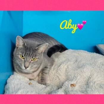 Aby -  Domestic Short Hair Cat for Adoption in Burlington, Ontario - Aby | PetCurious