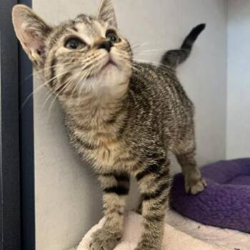 Rory -  Domestic Short Hair Cat for Adoption in Dayton, Ohio - Rory | PetCurious