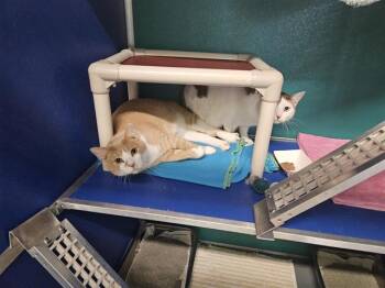 Domestic Short Hair Cats Available for Adoption in Norfolk, Virginia - STAR | PetCurious