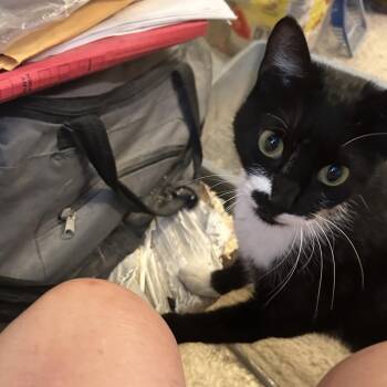 Domestic Short Hair Cats Available for Adoption in League City, Texas - Sasha | PetCurious