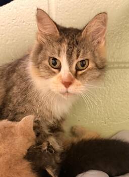 Mercedes -  Domestic Medium Hair Cat for Adoption in Defiance, Ohio - Mercedes | PetCurious