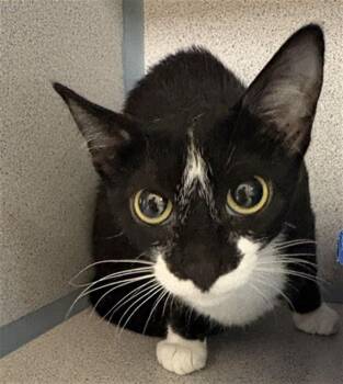PUFFIN -  Domestic Short Hair Cat for Adoption in Aliquippa, Pennsylvania - PUFFIN | PetCurious