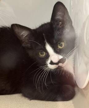 Rue -  Domestic Short Hair Cat for Adoption in Bellevue, Washington - Rue | PetCurious