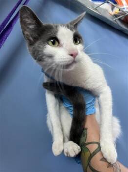 JENIFURR -  Domestic Short Hair Cat for Adoption in San Bernardino, California - JENIFURR | PetCurious