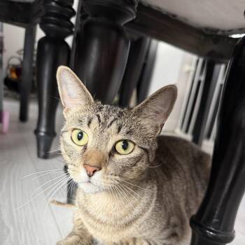Mimi -  Domestic Short Hair Cat for Adoption in Berkeley Heights, New Jersey - Mimi | PetCurious