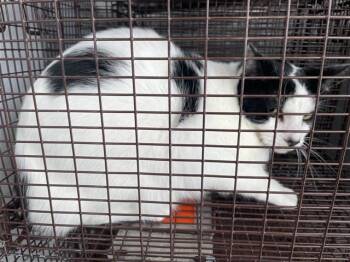 MOOMOO -  Domestic Short Hair Cat for Adoption in Houston, Texas - MOOMOO | PetCurious