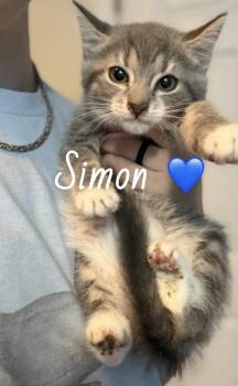 American Shorthair Cats Available for Adoption in Felton, Pennsylvania - Simon | PetCurious