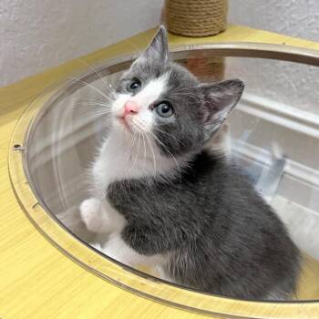 Kimchi -  Domestic Short Hair Cat Available for Adoption in Pompano Beach, Florida - Kimchi | PetCurious