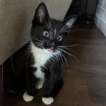 Simon -  Domestic Short Hair Cat for Adoption in Lewisville, Texas - Simon | PetCurious