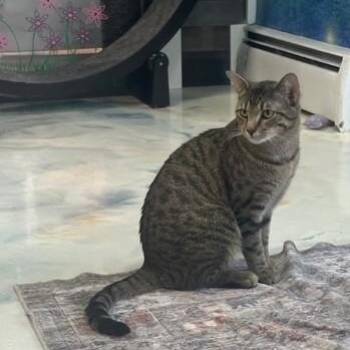 Connor -  Domestic Short Hair Cat for Adoption in West Warwick, Rhode Island - Connor | PetCurious