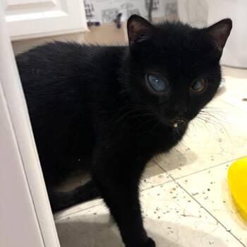 Poppy -  Domestic Short Hair Cat for Adoption - Poppy | PetCurious