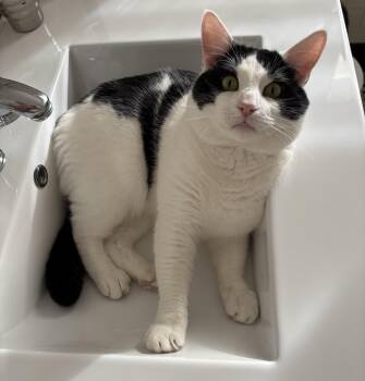 Rescue Domestic Short Hair Cats for Adoption in Bloomfield, New Jersey - Captain | PetCurious