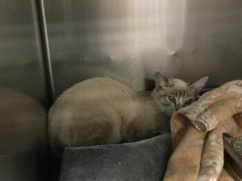 A1924153 -  Domestic Short Hair Cat for Adoption in Thousand Palms, California - A1924153 | PetCurious