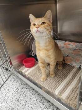 Oliver -  Domestic Short Hair Cat for Adoption in Fergus Falls, Minnesota - Oliver | PetCurious