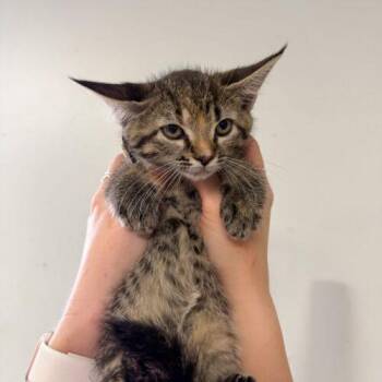 Tabby Cats Available for Adoption - Melted Yellow Crayon | PetCurious