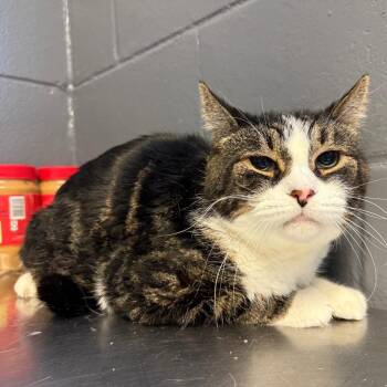 Max -  Domestic Short Hair Cat for Adoption in Tuscaloosa, Alabama - Max | PetCurious