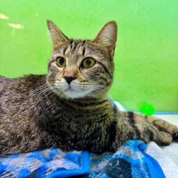 Rescue Domestic Short Hair Cats for Adoption in Zimmerman, Minnesota - Amalthea | PetCurious