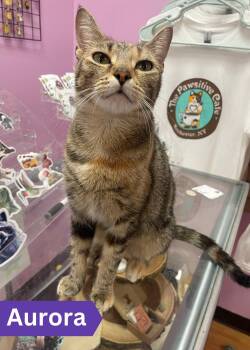 Rescue Domestic Short Hair Cats for Adoption in Penfield, New York - Aurora | PetCurious