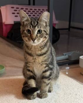 TONY RIGATONI -  Domestic Short Hair Cat for Adoption in Charlotte, North Carolina - TONY RIGATONI | PetCurious