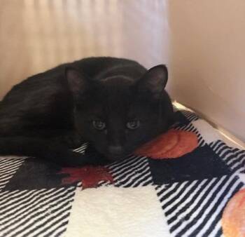 Domestic Medium Hair Cats Available for Adoption - Ares | PetCurious