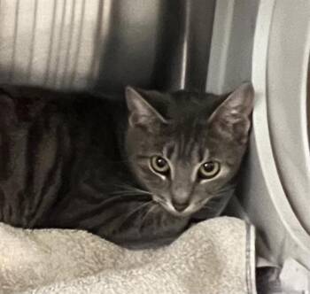 Domestic Short Hair Cats Available for Adoption - A650282 | PetCurious