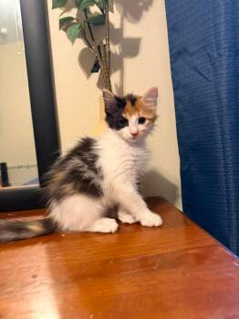 Sugar-pie -  Domestic Medium Hair Cat for Adoption in Cloquet, Minnesota - Sugar-pie | PetCurious