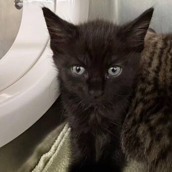 Padme -  Domestic Short Hair Cat for Adoption in West Palm Beach, Florida - Padme | PetCurious