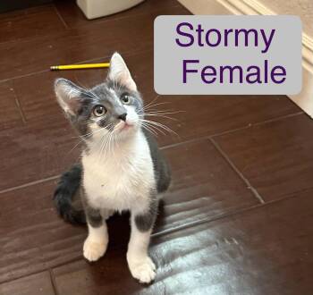 Stormy -  Domestic Short Hair Cat for Adoption in El Centro, California - Stormy | PetCurious