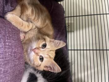 Rescue Domestic Short Hair Cats for Adoption in Cashiers, North Carolina - Rick | PetCurious