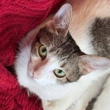 Rescue Domestic Short Hair Cats for Adoption in Morrison, Colorado - Willow Greene | PetCurious