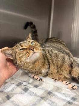 Nebula -  Domestic Short Hair Cat for Adoption in Twentynine Palms, California - Nebula | PetCurious