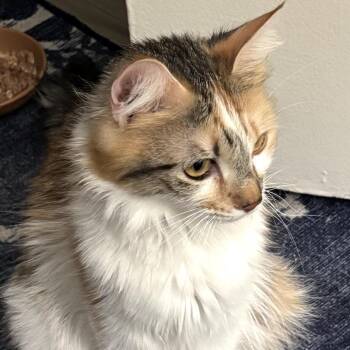 Bee -  Domestic Medium Hair Cat for Adoption in Los Angeles, California - Bee | PetCurious