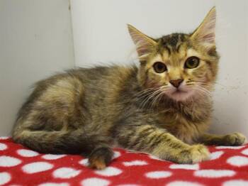 JEEP -  Domestic Short Hair Cat for Adoption in Sacramento, California - JEEP | PetCurious