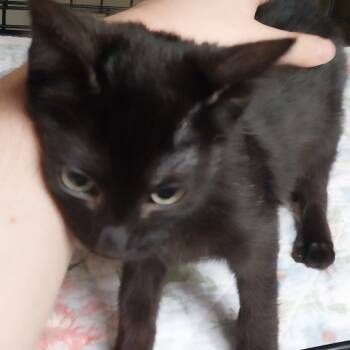 Rescue Domestic Short Hair Cats for Adoption in Pennsville Township, New Jersey - Licorice | PetCurious