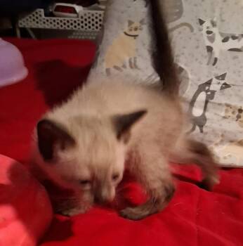 Sable -  Siamese Cat for Adoption in Shawnee, Oklahoma - Sable | PetCurious