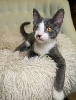 Admiral Meowington -  Domestic Short Hair Cat for Adoption in Lawrenceville, Georgia - Admiral Meowington | PetCurious