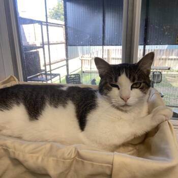 Smudge -  Domestic Short Hair Cat for Adoption in Monroe, Louisiana - Smudge | PetCurious