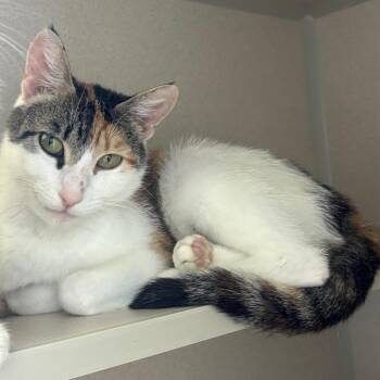 Casey -  Domestic Short Hair Cat for Adoption in Redwood City, California - Casey | PetCurious