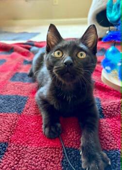 Bramble MT -  Domestic Short Hair Cat for Adoption in Greenville, South Carolina - Bramble MT | PetCurious