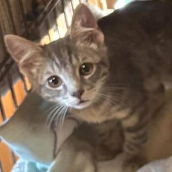 Smokey (26-4758) -  Domestic Short Hair Cat for Adoption in Gordonsville, Tennessee - Smokey (26-4758) | PetCurious